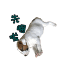 Jack Russell Terrier SO Cute 2（個別スタンプ：11）