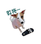 Jack Russell Terrier SO Cute 2（個別スタンプ：12）