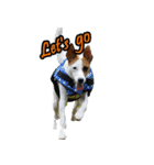 Jack Russell Terrier SO Cute 2（個別スタンプ：13）