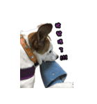 Jack Russell Terrier SO Cute 2（個別スタンプ：14）