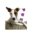 Jack Russell Terrier SO Cute 2（個別スタンプ：15）