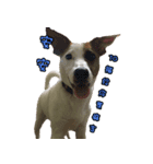 Jack Russell Terrier SO Cute 2（個別スタンプ：16）