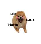 Kuma de Bear - The Funny Pomeranian（個別スタンプ：3）