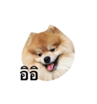 Kuma de Bear - The Funny Pomeranian（個別スタンプ：4）