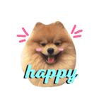 Kuma de Bear - The Funny Pomeranian（個別スタンプ：6）