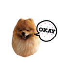 Kuma de Bear - The Funny Pomeranian（個別スタンプ：9）