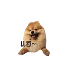 Kuma de Bear - The Funny Pomeranian（個別スタンプ：19）