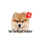 Kuma de Bear - The Funny Pomeranian（個別スタンプ：22）