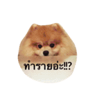 Kuma de Bear - The Funny Pomeranian（個別スタンプ：30）