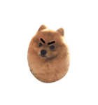 Kuma de Bear - The Funny Pomeranian（個別スタンプ：37）