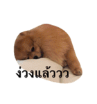 Kuma de Bear - The Funny Pomeranian（個別スタンプ：39）