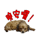 Cat ＆ dog love each other in family-Dog（個別スタンプ：8）