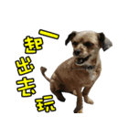 Cat ＆ dog love each other in family-Dog（個別スタンプ：9）