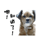 Cat ＆ dog love each other in family-Dog（個別スタンプ：16）