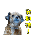 Cat ＆ dog love each other in family-Dog（個別スタンプ：17）