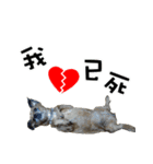 Cat ＆ dog love each other in family-Dog（個別スタンプ：24）