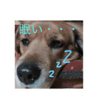 犬茶太郎（個別スタンプ：1）