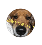 犬茶太郎（個別スタンプ：2）