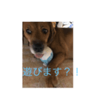 犬茶太郎（個別スタンプ：6）