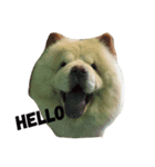 chowchow bear（個別スタンプ：1）