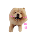 chowchow bear（個別スタンプ：2）