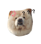 chowchow bear（個別スタンプ：3）