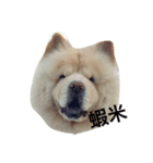 chowchow bear（個別スタンプ：4）