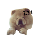 chowchow bear（個別スタンプ：5）