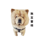 chowchow bear（個別スタンプ：7）