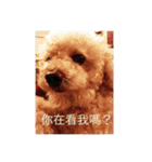 Lovely Baby Dog Comes 1st（個別スタンプ：4）