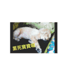 Lovely Baby Dog Comes 1st（個別スタンプ：10）