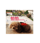 Lovely Baby Dog Comes 1st（個別スタンプ：14）