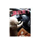 Lovely Baby Dog Comes 1st（個別スタンプ：21）