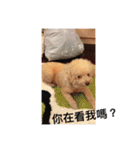 Lovely Baby Dog Comes 1st（個別スタンプ：23）