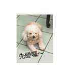 Lovely Baby Dog Comes 1st（個別スタンプ：24）