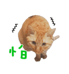 Daniel is a cat.（個別スタンプ：4）