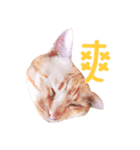 Daniel is a cat.（個別スタンプ：6）