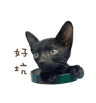 黒い猫プレイヤー -1- リアルキャット（個別スタンプ：11）