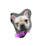 French Bulldog feifei（個別スタンプ：1）