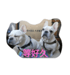 French Bulldog feifei（個別スタンプ：4）