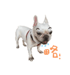 French Bulldog-MiHsu（個別スタンプ：10）