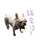 French Bulldog-MiHsu（個別スタンプ：11）