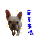 French Bulldog-MiHsu（個別スタンプ：12）