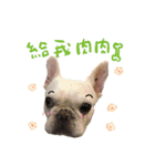 French Bulldog-MiHsu（個別スタンプ：15）