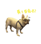 French Bulldog-MiHsu（個別スタンプ：16）