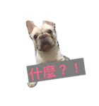 Frenchbulldog-pantiao（個別スタンプ：1）