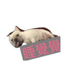 Frenchbulldog-pantiao（個別スタンプ：3）