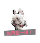 Frenchbulldog-pantiao（個別スタンプ：4）