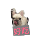 Frenchbulldog-pantiao（個別スタンプ：5）