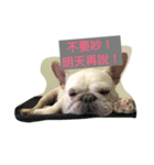 Frenchbulldog-pantiao（個別スタンプ：6）